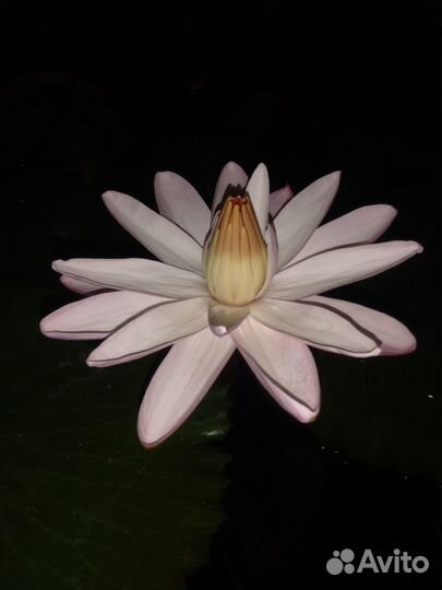 Ночная нимфея