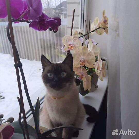 Тайская кошка