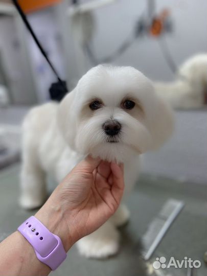 Стрижка собак и кошек