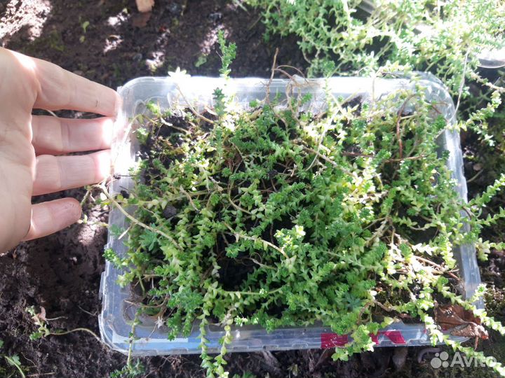 Очиток едкий и очиток ложный