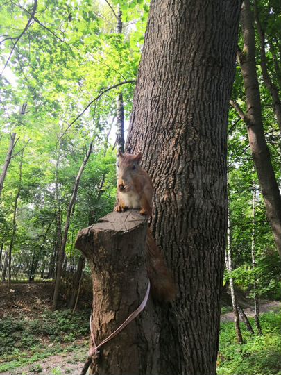 Участок 16 сот. (ИЖС)