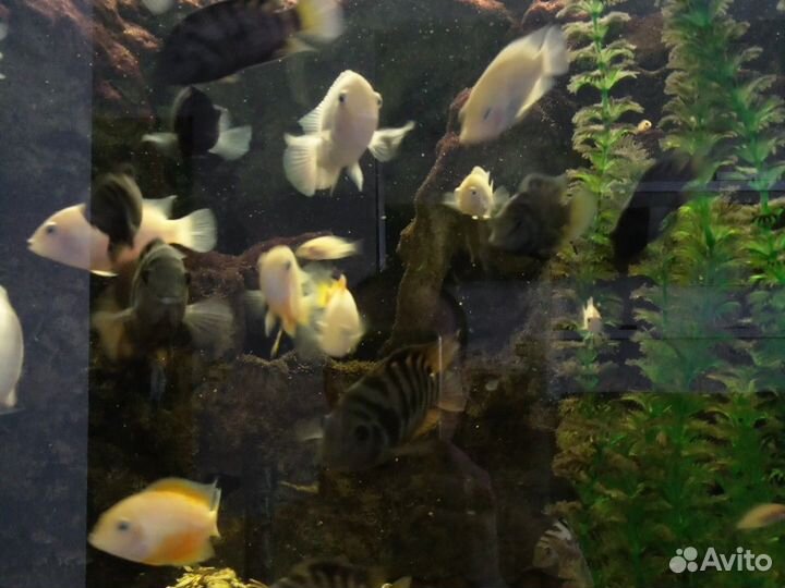 Аквариумные рыбки цихлиды