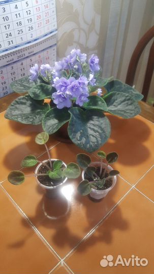 Детки фиалки Голубой бутон