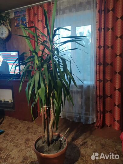 Пальма Юкка