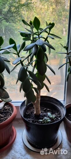 Денежное дерево толстянка