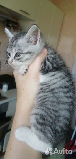 Котёнок Матроскин)