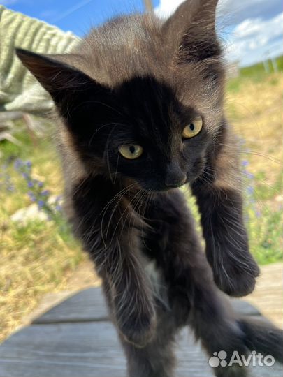 Кошка котята