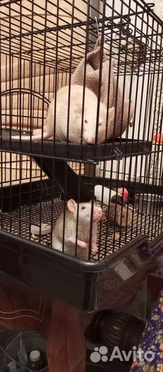 Крысы бесплатно