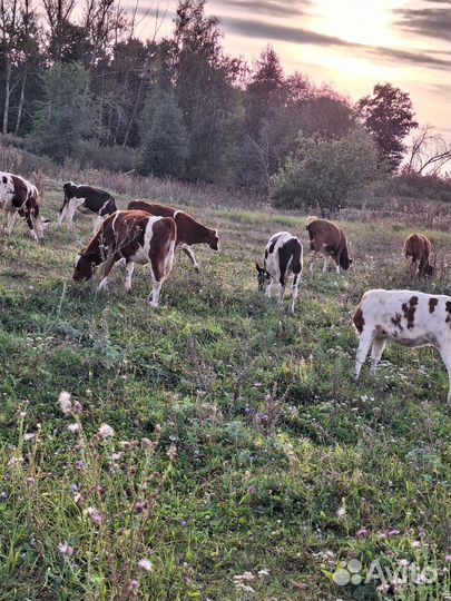 Телята молодняк