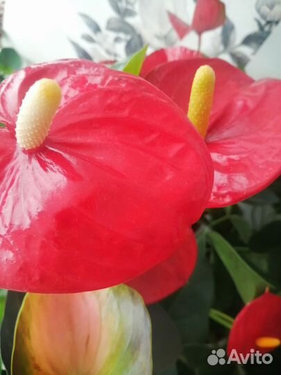 Антуриум Минесота