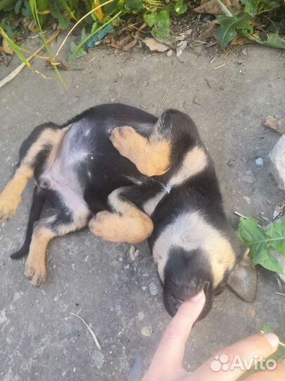 Маленькая собака