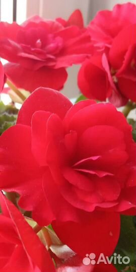 Домашний цветок Бегония Элатиор