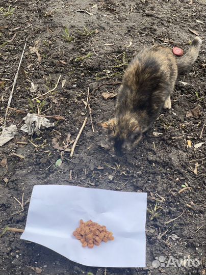 Кошечка найденыш ищет дом