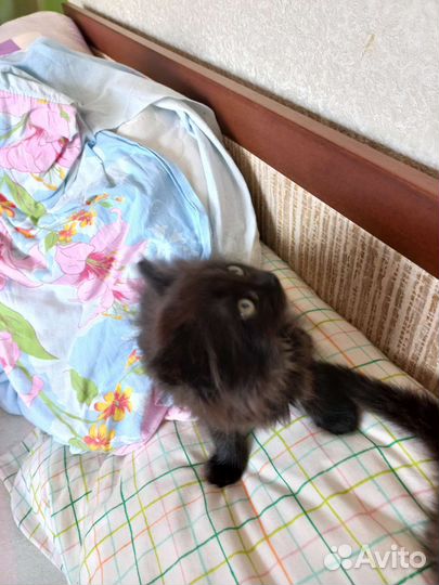 Котята бесплатно