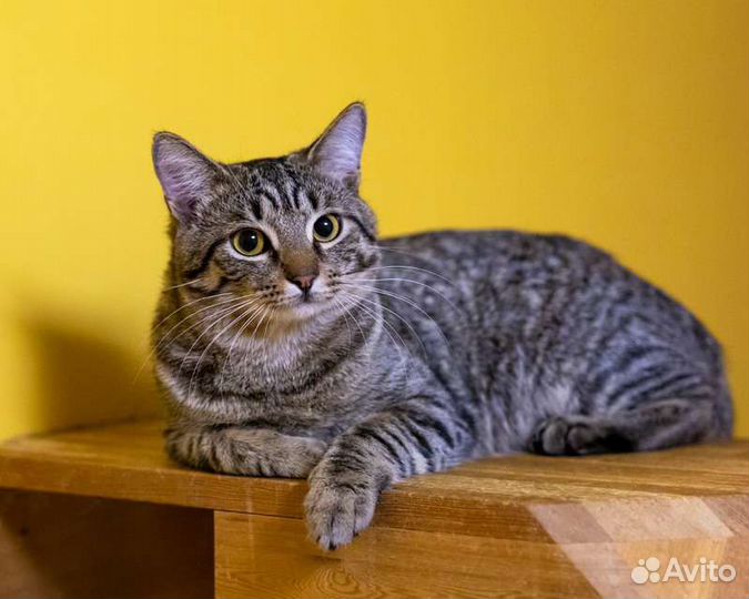 Котята,кошки,коты
