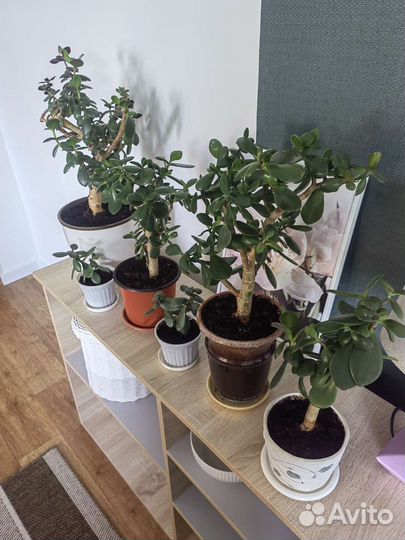 Толстянка денежное дерево с доставкой