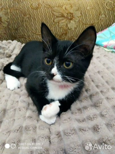 Котенок в дар