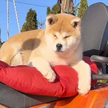 Акита-ину, щенок