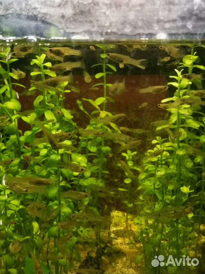 Аквариумные рыбки гуппи Эндлера Тигры