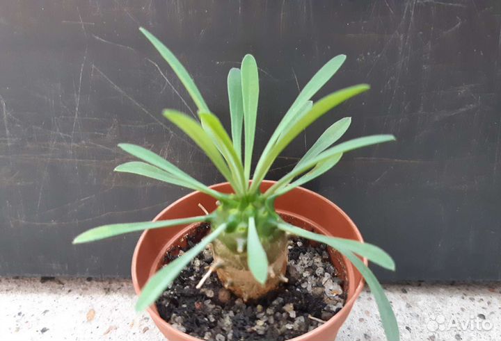 Эуфорбия Euphorbia japonica