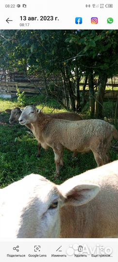 Катумские бараны