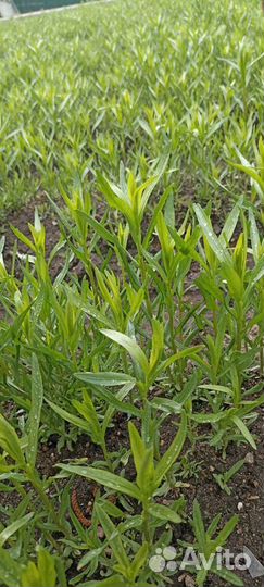 Эстрагон тархун