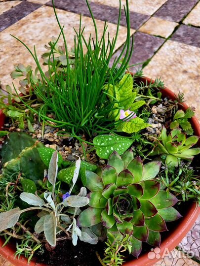 Растения для флорариума