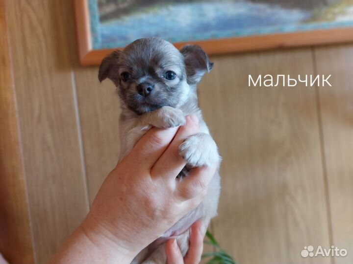 Щенки чихуахуа