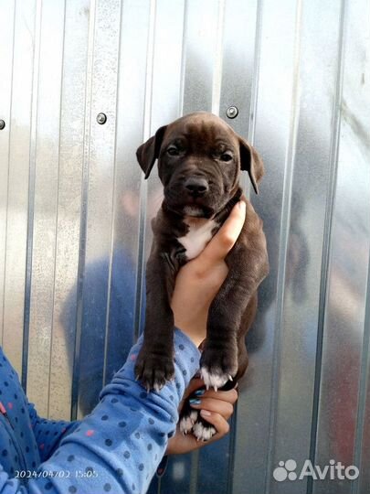 Щенки питбуля