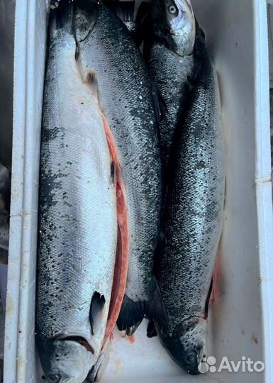 Форель свежая из Карелии (Опт От 20 кг)
