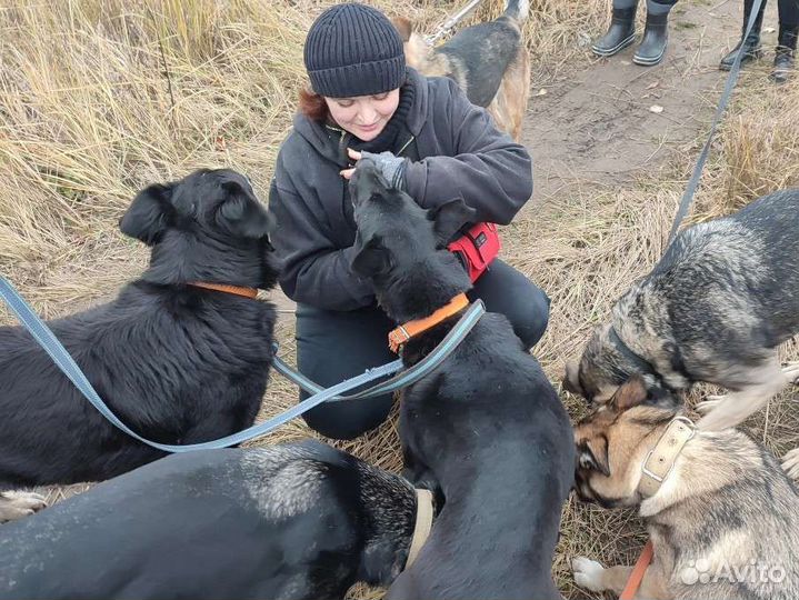 Приглашаем волонтёров на прогулки с собаками