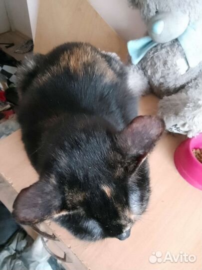 Кошка в дар