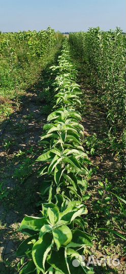 Яблоня колоновидная саженец