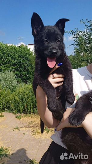 Щенки немецкой овчарки черного окраса