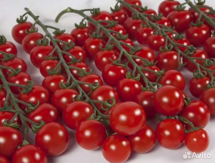 Томат дюймовочка черри семена
