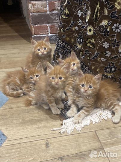 Котята мейкун