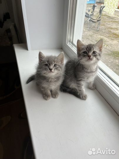 Британские котята