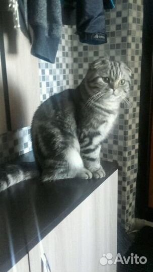 Шикарный вислоухий кот на вязку