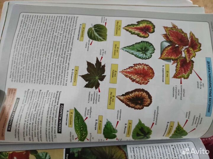 2 книги о комнатных растениях