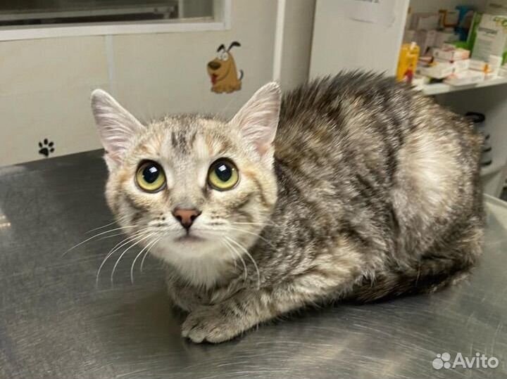 Котенок в добрые руки