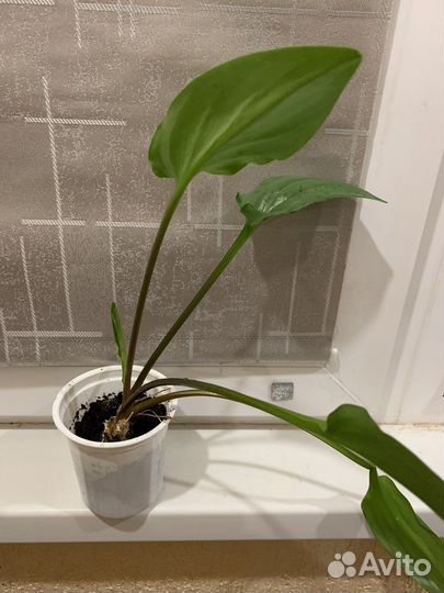 Дримиопсис