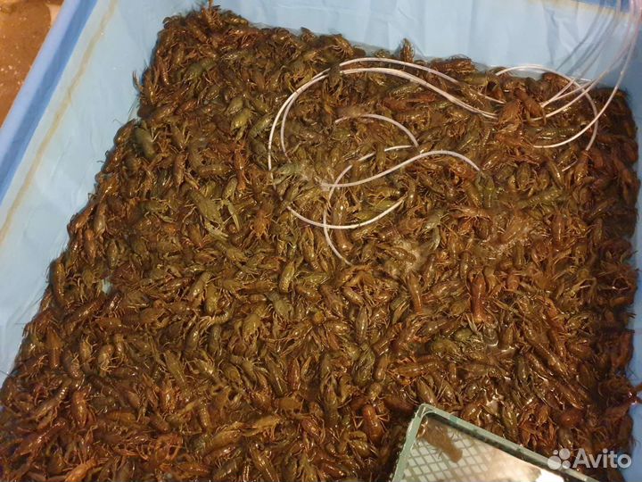 Продам живые раки