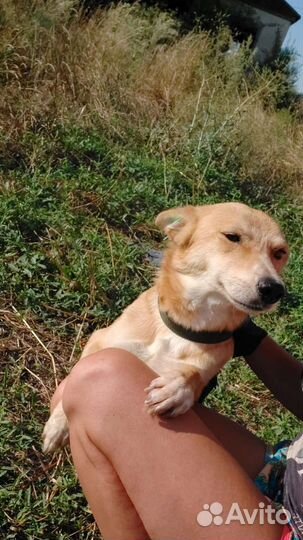 Собака Рыжулька