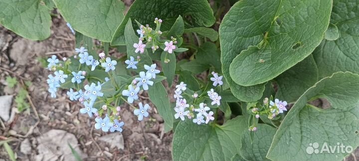 Бруннера многолетний почвопокровник саженцы обмен