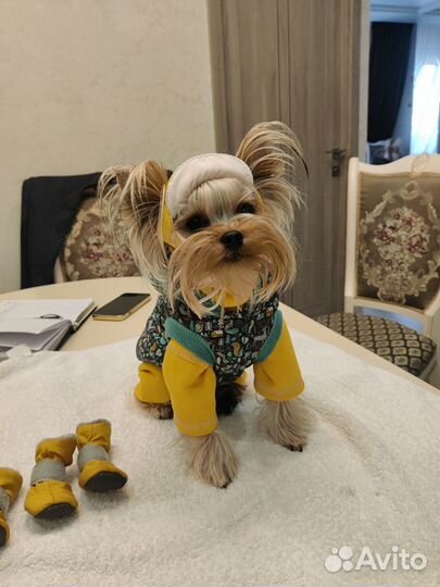 Изготовление комбинезонов для собак и кошек