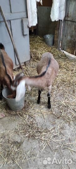 Породистые козы молочные