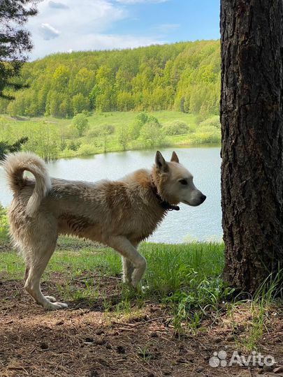 Вязка кобель лайка