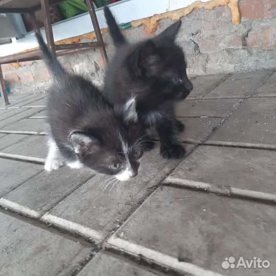 Котята бесплатно