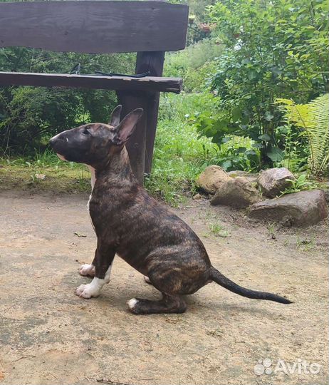 Щенки стандартного бультерьера