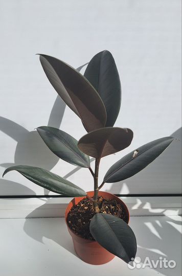 Фикус лирата чёрный принц белиз тинеке барокк